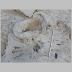 08-DSCN0703cr Baby.jpg